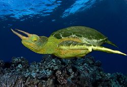 Rare Jackson's Green Sea Turtle - by Mike Roberts 